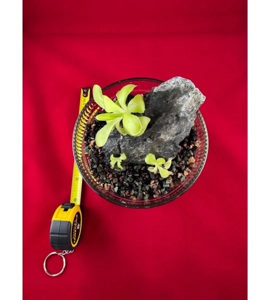 Complete Pinguicula Rock Display Kit (Pingdom)