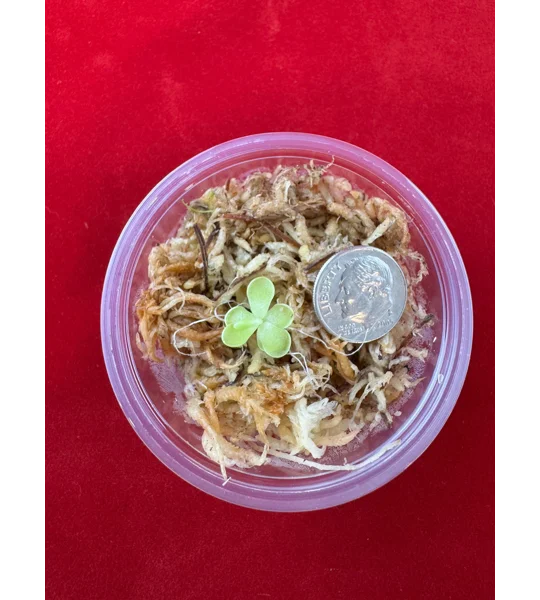 Butterwort - Pinguicula Cyclosecta - Carnivorous Plant Start