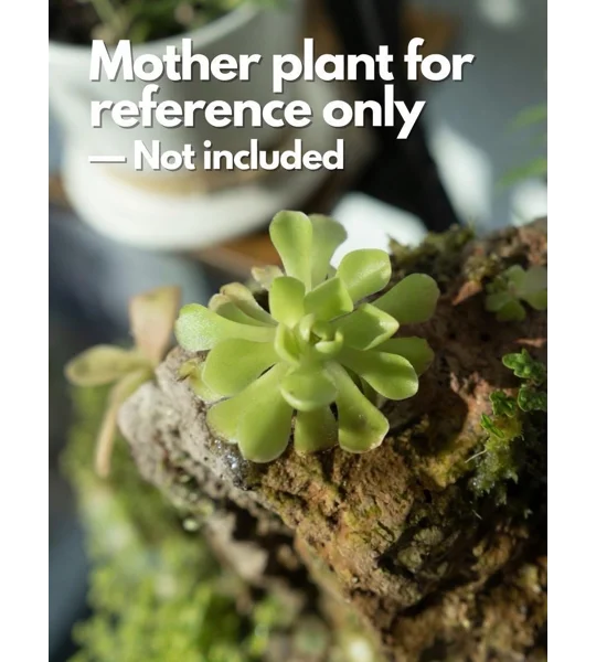Butterwort - Pinguicula Sethos - Carnivorous Plant Start
