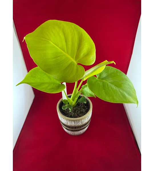 Monstera ‘Lemon Lime’ Deliciosa 4
