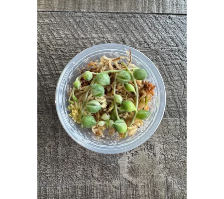 Variegated String of Pearls - Senecio Rowleyanus - Succulent Cutting in Prop Cup