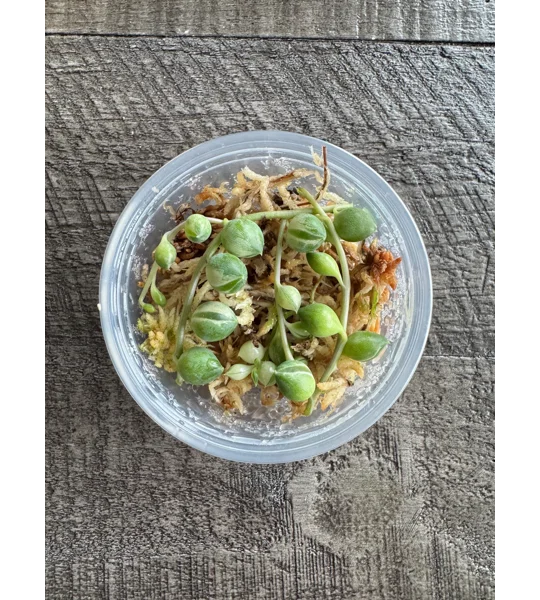 Variegated String of Pearls - Senecio Rowleyanus - Succulent Cutting in Prop Cup