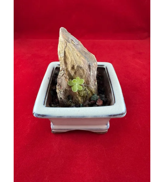 Complete Pinguicula Rock Display Kit (Pingdom)