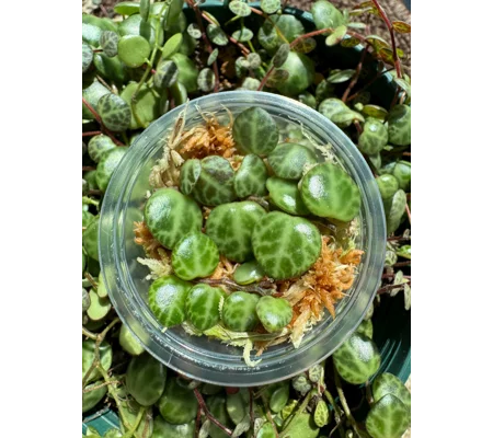 String Of Turtles - Peperomia Prostrata - Plant Start Propagation Kit