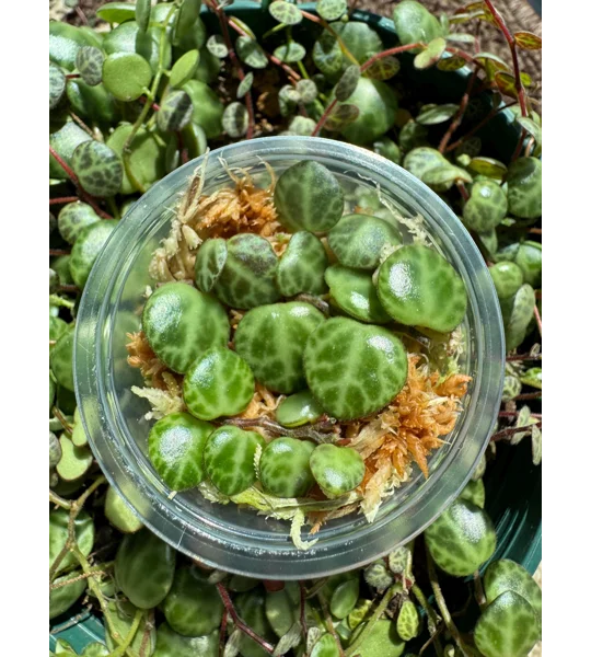 String Of Turtles - Peperomia Prostrata - Plant Start Propagation Kit