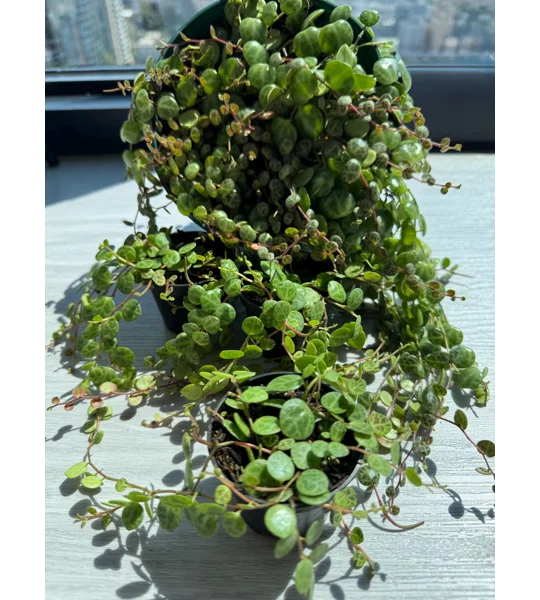 String Of Turtles - Peperomia Prostrata - 2” Pot