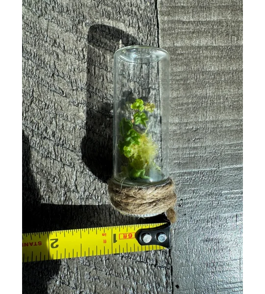 Handmade Teeny Tiny Terrarium - String Of Frogs - Ficus Pumila