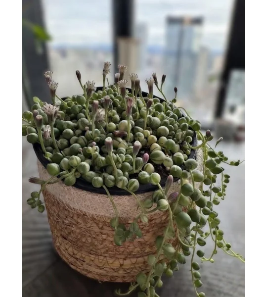 Variegated String of Pearls - Senecio Rowleyanus - Succulent Cutting in Prop Cup