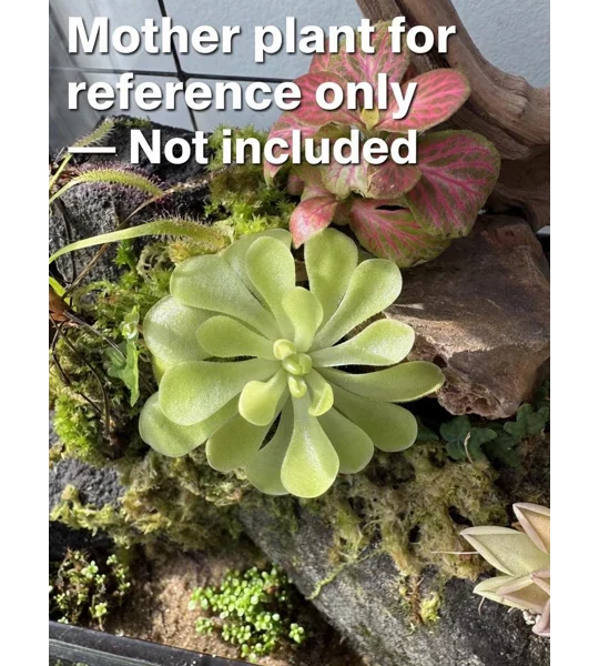 Butterwort - Pinguicula Kewensis - Carnivorous Plant Start