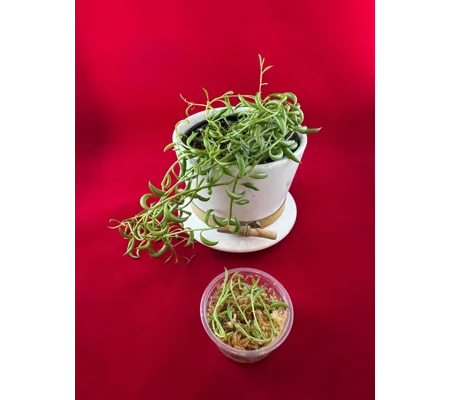 String of Bananas — Senecio Radicans - Succulent Cutting in Prop Cup