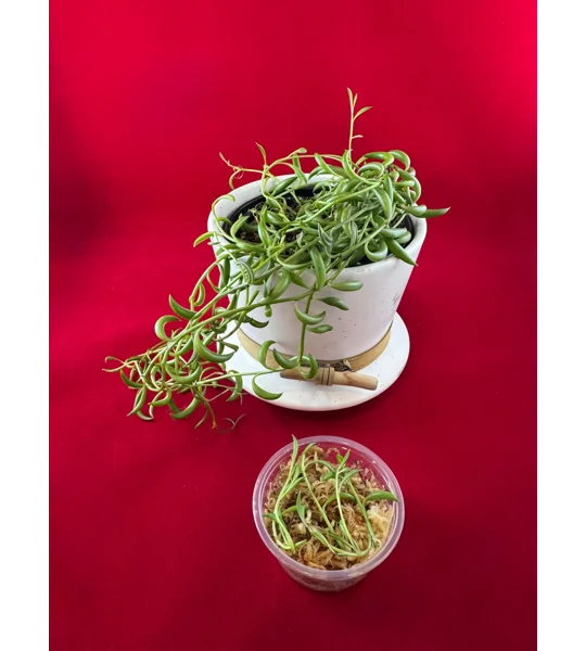 String of Bananas — Senecio Radicans - Succulent Cutting in Prop Cup