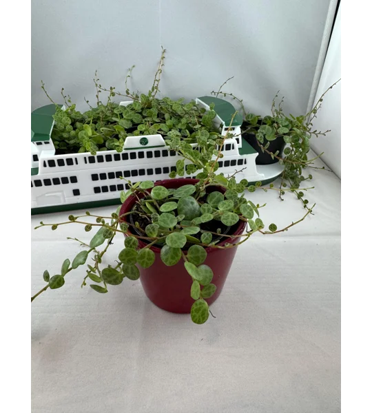 String Of Turtles - Peperomia Prostrata - 2” Pot