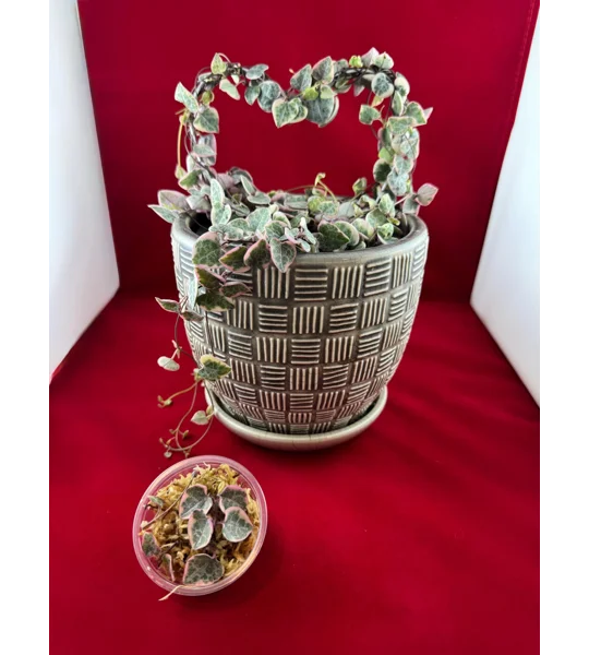 Variegated String Of Hearts - Ceropegia woodii - Plant Start Propagation Kit