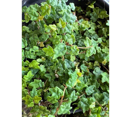 String Of Frogs - Ficus Pumila - Live Potted Plant - Creeping Fig