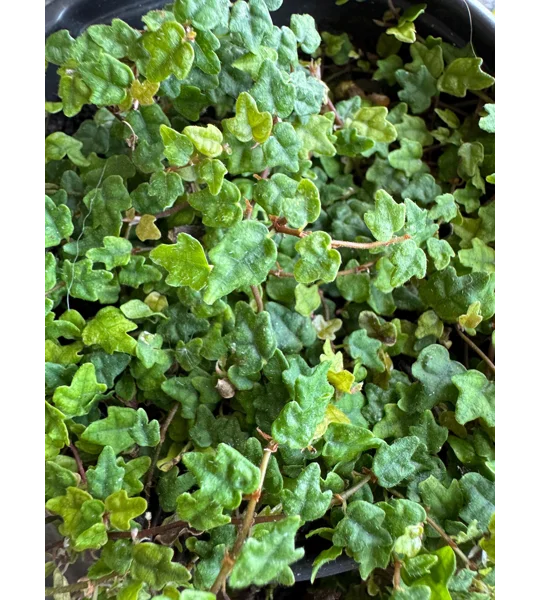 String Of Frogs - Ficus Pumila - Live Potted Plant - Creeping Fig