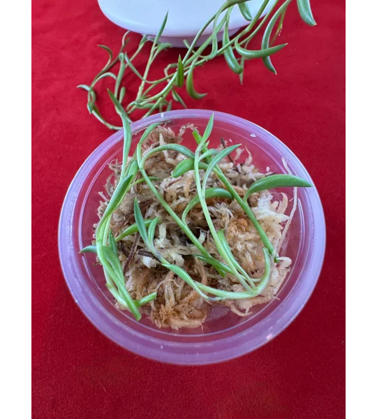 String of Bananas — Senecio Radicans - Succulent Cutting in Prop Cup