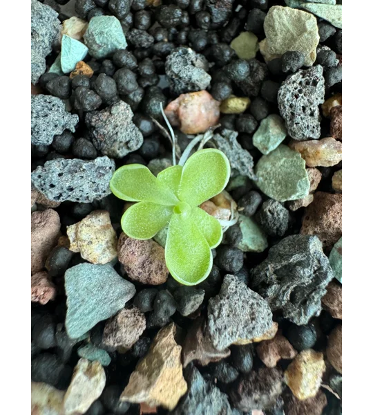 Butterwort - Pinguicula Cyclosecta - Carnivorous Plant Start