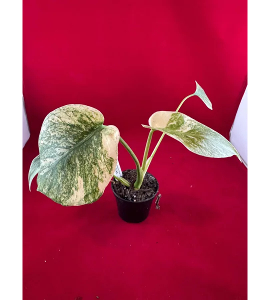 Monstera Deliciosa 'Mint Variegated' – High Color Plant (2 inch Potted)