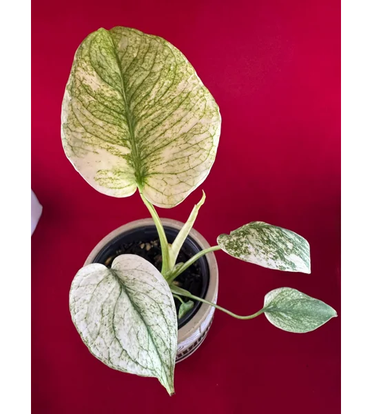 4” Monstera Deliciosa ‘White Monster’ (Very High Color)