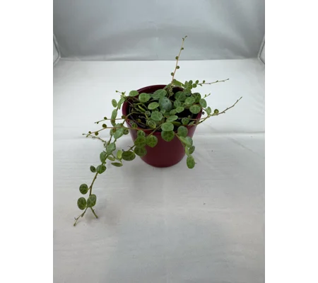 String Of Turtles - Peperomia Prostrata - 2” Pot