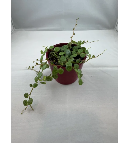 String Of Turtles - Peperomia Prostrata - 2” Pot