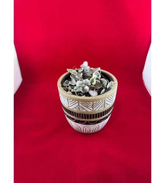 Variegated String Of Hearts - Ceropegia woodii - Potted Plant