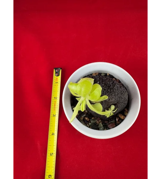Complete Pinguicula Rock Display Kit (Pingdom)