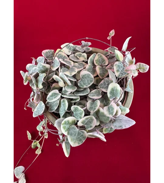 Variegated String Of Hearts - Ceropegia woodii - Potted Plant