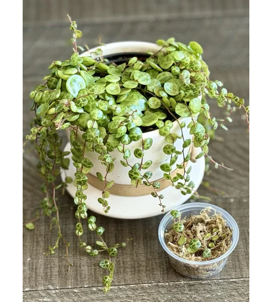 String Of Turtles - Peperomia Prostrata - Plant Start Propagation Kit