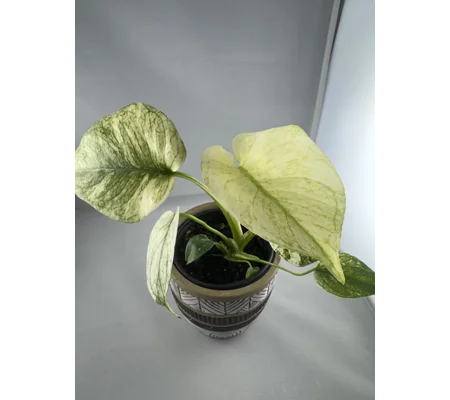 4” Monstera Deliciosa ‘White Monster’ (Very High Color)