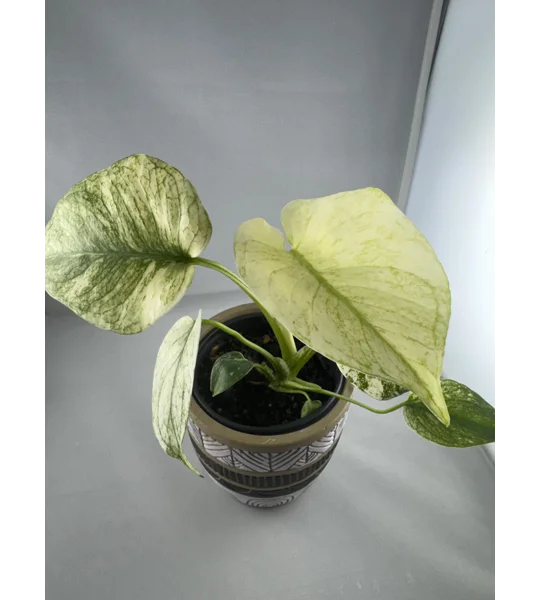 4” Monstera Deliciosa ‘White Monster’ (Very High Color)