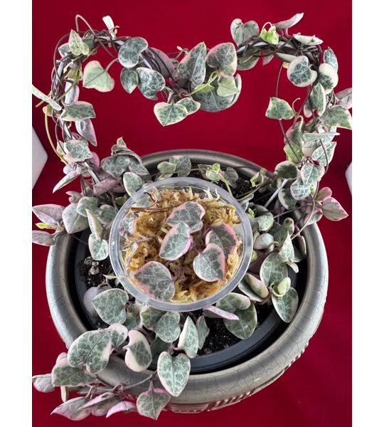 Variegated String Of Hearts - Ceropegia woodii - Plant Start Propagation Kit