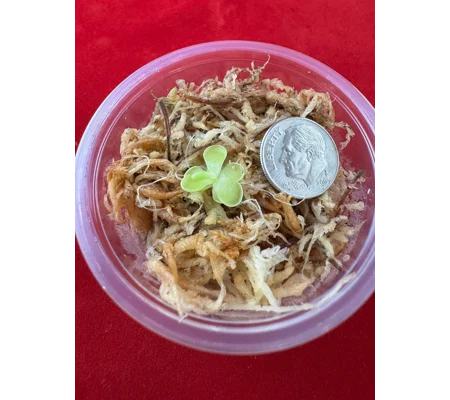 Butterwort - Pinguicula Cyclosecta - Carnivorous Plant Start
