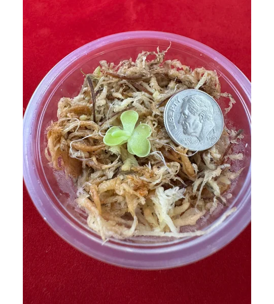Butterwort - Pinguicula Cyclosecta - Carnivorous Plant Start