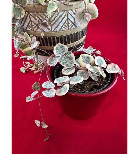 Variegated String Of Hearts - Ceropegia woodii - Potted Plant