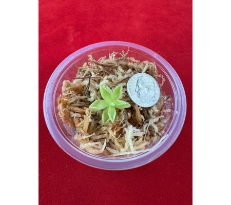 Butterwort - Pinguicula ‘Estrellita’ - Carnivorous Plant Start