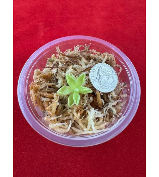 Butterwort - Pinguicula ‘Estrellita’ - Carnivorous Plant Start