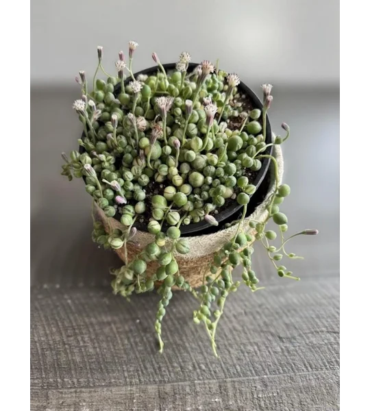 Variegated String of Pearls - Senecio Rowleyanus - Succulent Cutting in Prop Cup