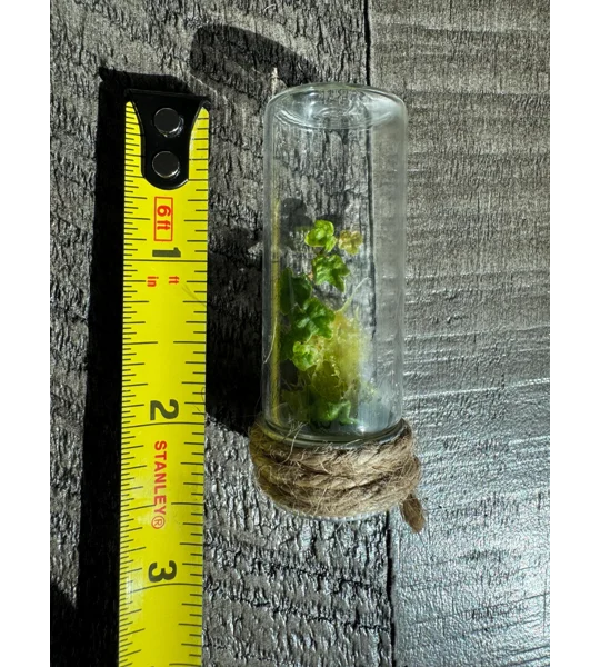 Handmade Teeny Tiny Terrarium - String Of Frogs - Ficus Pumila