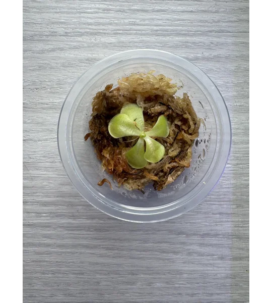 Butterwort - Pinguicula Kewensis - Carnivorous Plant Start