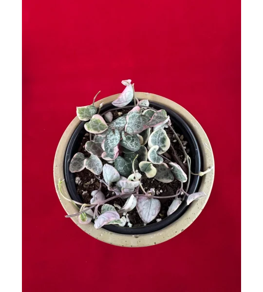 Variegated String Of Hearts - Ceropegia woodii - Potted Plant