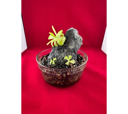 Complete Pinguicula Rock Display Kit (Pingdom)