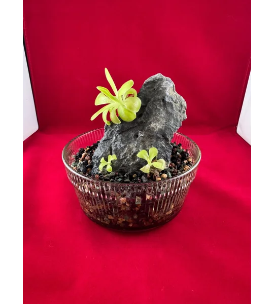 Complete Pinguicula Rock Display Kit (Pingdom)