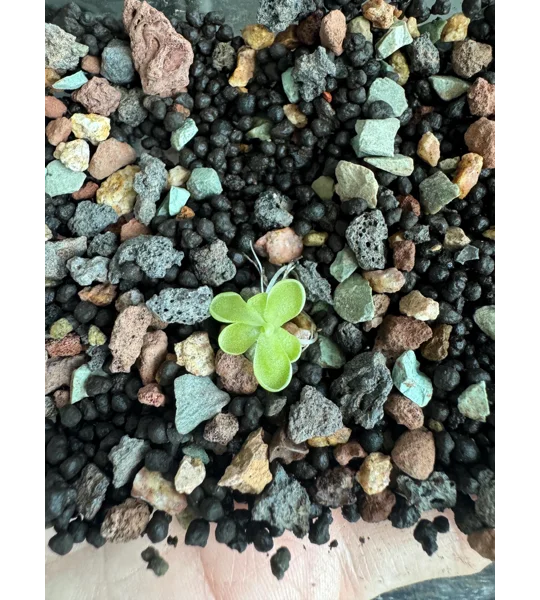 Butterwort - Pinguicula Cyclosecta - Carnivorous Plant Start