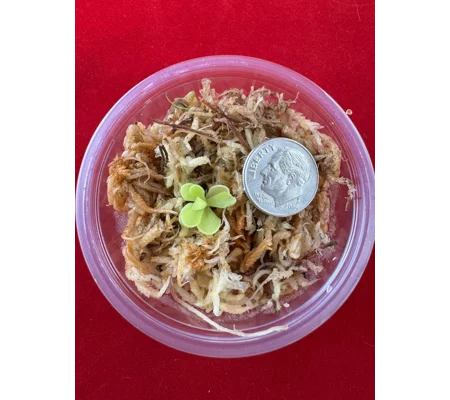 Butterwort - Pinguicula Sethos - Carnivorous Plant Start