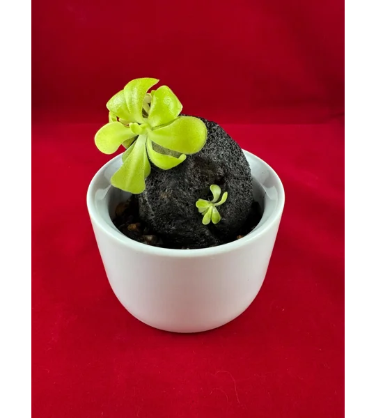 Complete Pinguicula Rock Display Kit (Pingdom)