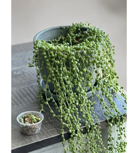 String of Pearls - Senecio Rowleyanus - Succulent Cutting in Prop Cup