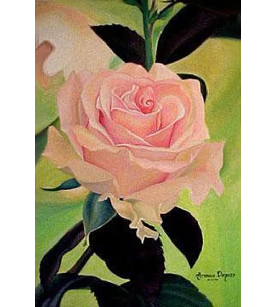 A Blossoming Pink Rose (7 x 5 canvas print)