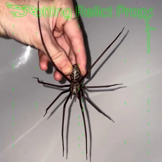 Realistic Fake Spider Halloween Decoration | Prank Spider Prop