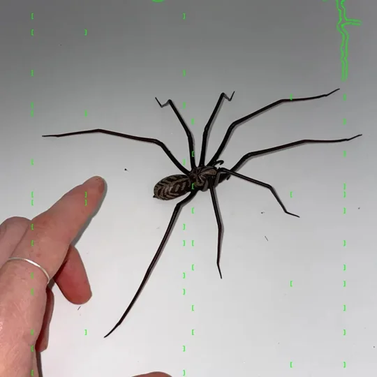 Realistic Fake Spider Halloween Decoration | Prank Spider Prop